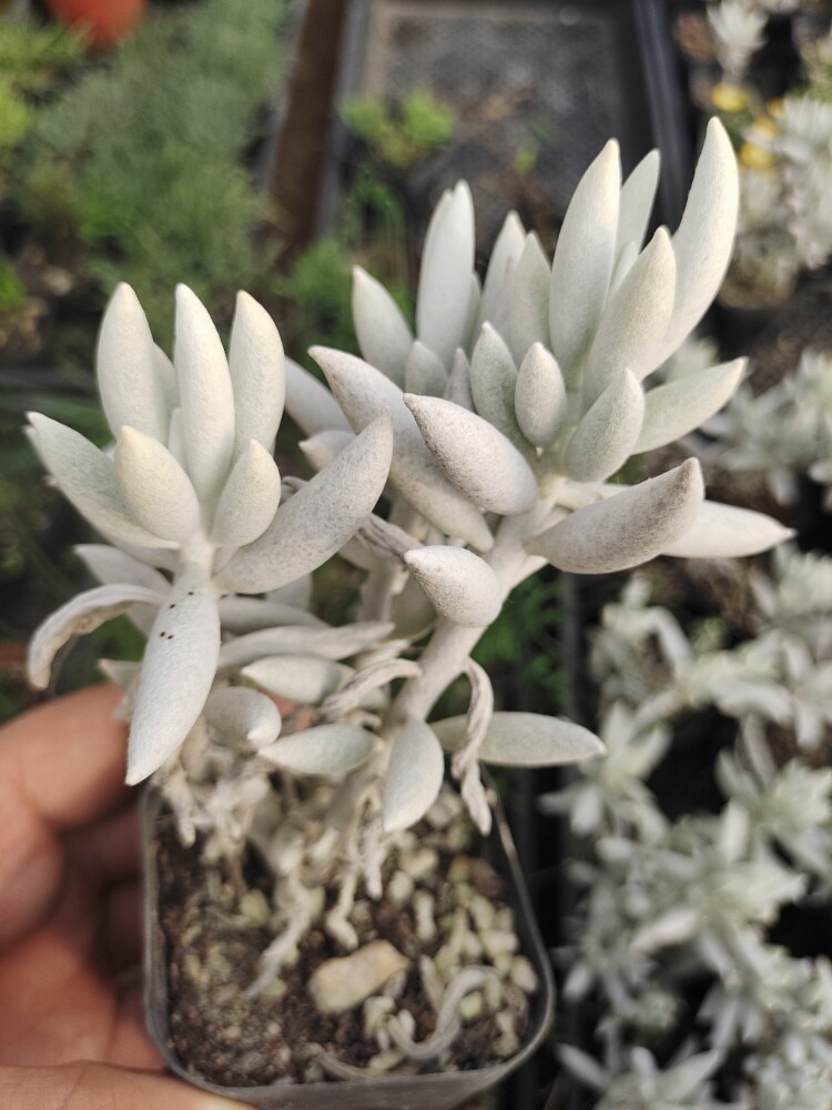 银月老桩菊科千里光属个性绿植绿野仙踪多肉植物多头木质化杆