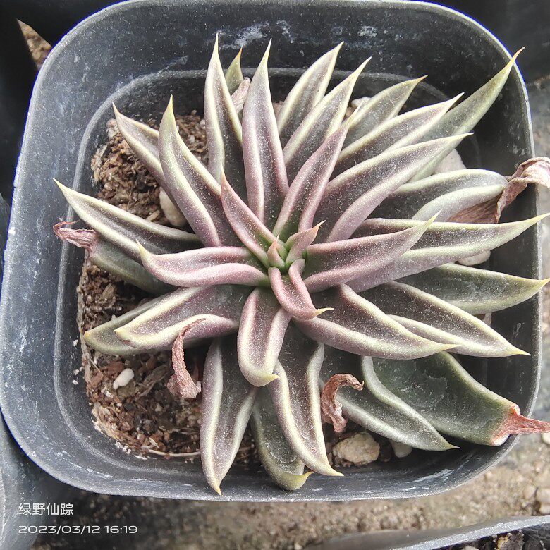 红鱿鱼绿野仙踪多肉植物秋季冬季阳台庭院家庭办公园艺礼物趣味