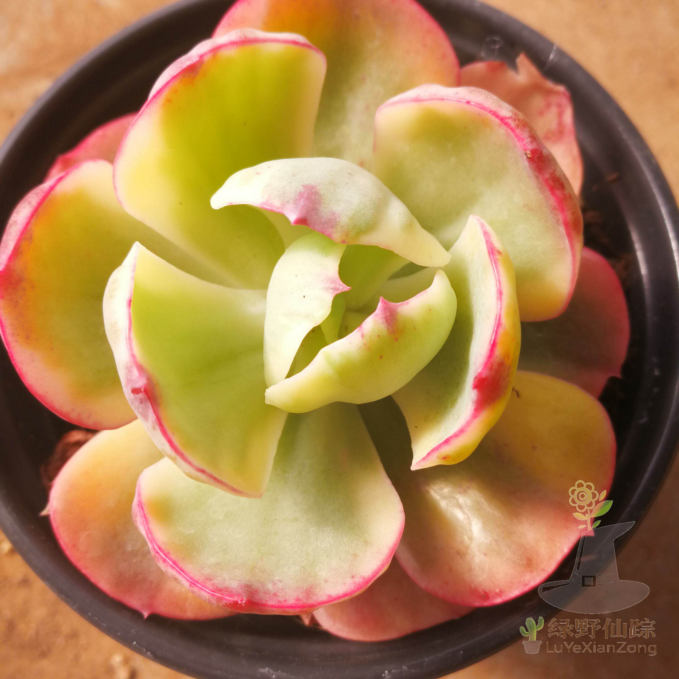 夕阳牡丹锦绿野仙踪多肉植物秋季冬季阳台庭院家庭绿植园艺清新