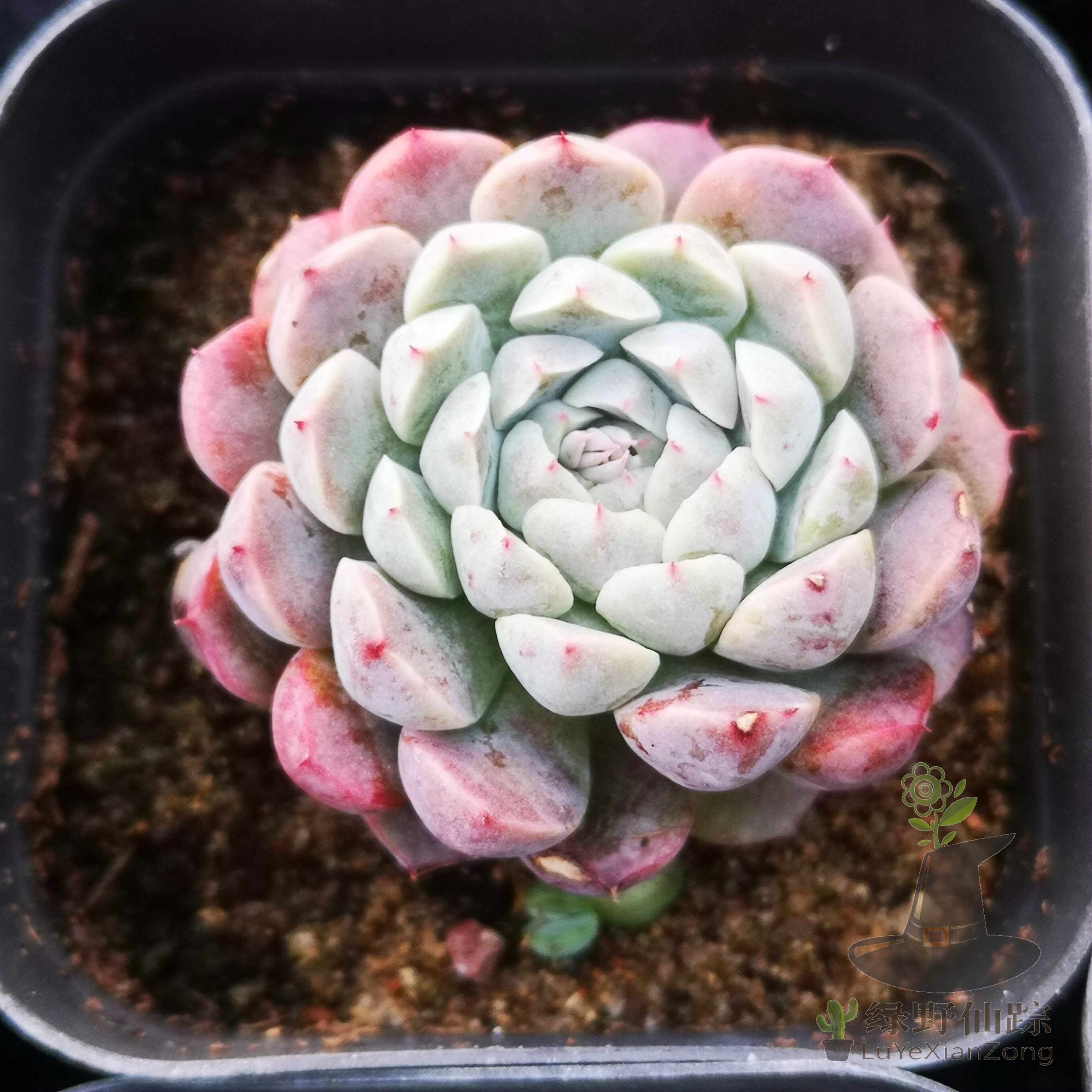 墨西哥姬莲绿野仙踪多肉植物秋季冬季阳台庭院办公家庭园艺绿植