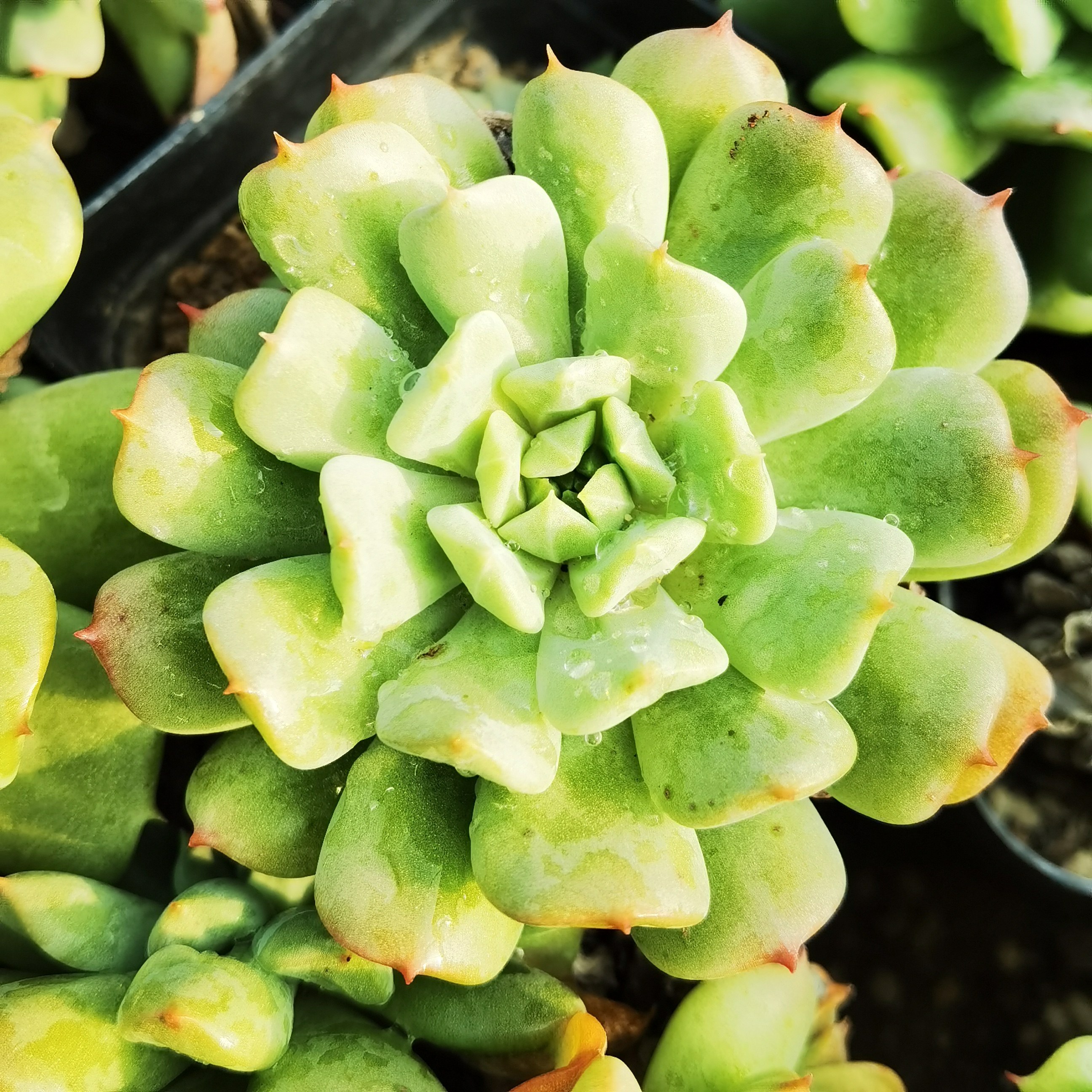 爱尔兰薄荷绿野仙踪多肉植物秋季冬季阳台庭院园艺家庭办公清新,鲜花速递/花卉仿真/绿植园艺,多肉植物,淘宝优惠券,粉丝福利购,淘宝优惠卷