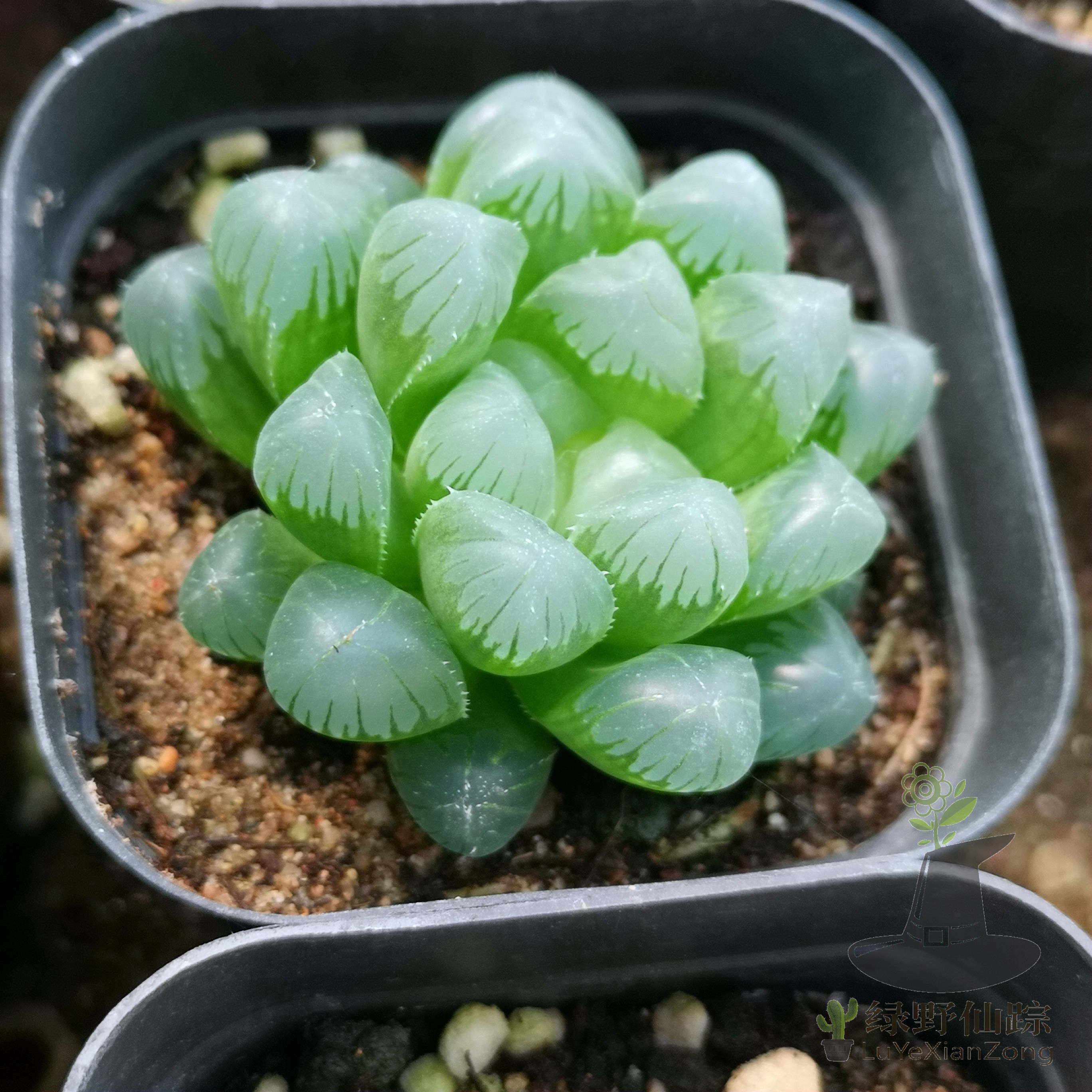 f玉露 绿野仙踪多肉植物秋季冬季阳台庭院桌面绿植清新