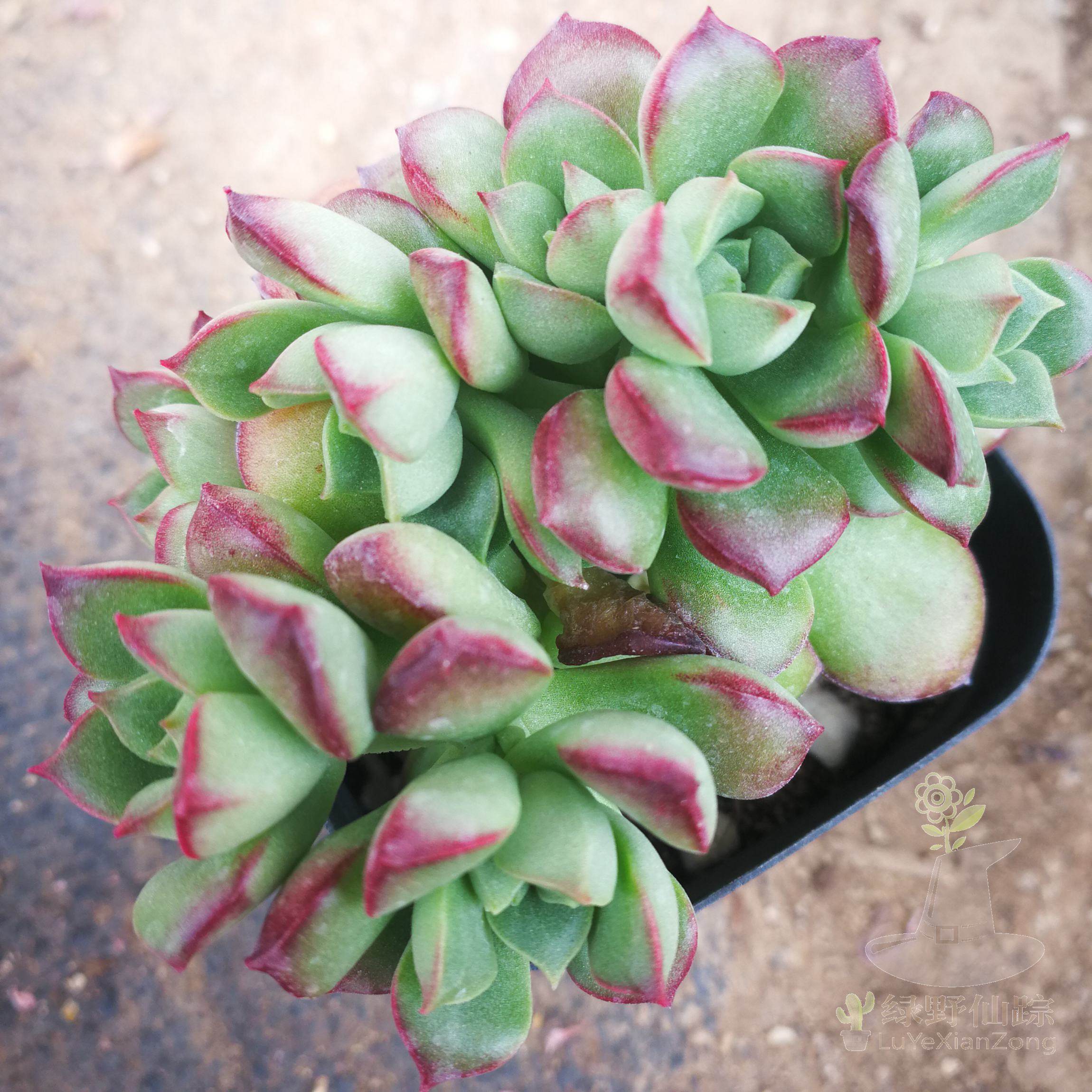 酥皮鸭绿野仙踪多肉植物秋季冬季阳台庭院园艺家庭办公绿植清新