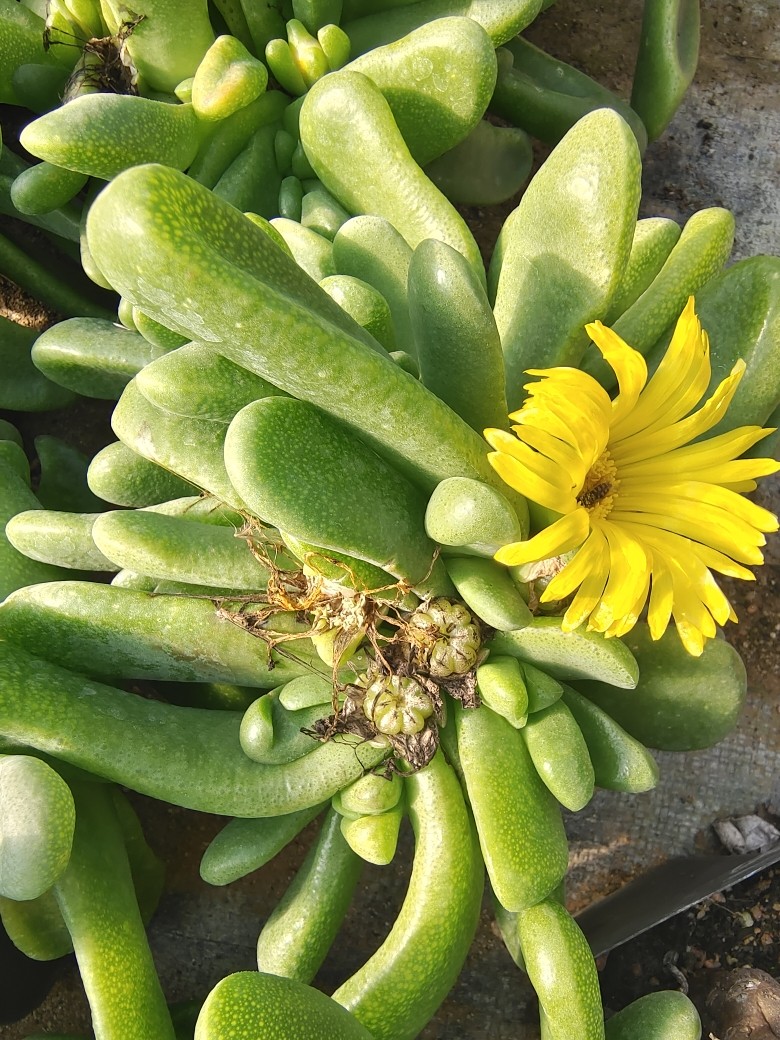早乙女厚叶舌叶花属圆叶佛手托金.绿野仙踪多肉植物