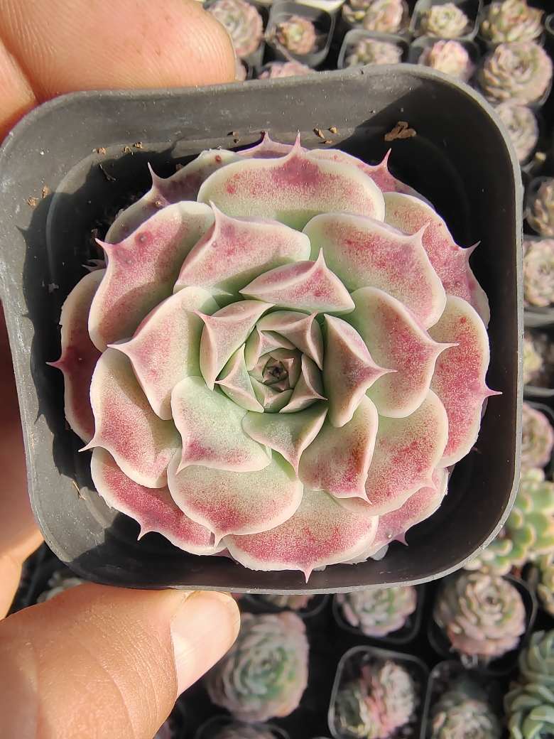 瓷拼花绿野仙踪多肉植物独家开发杂交新品数量不多稀有