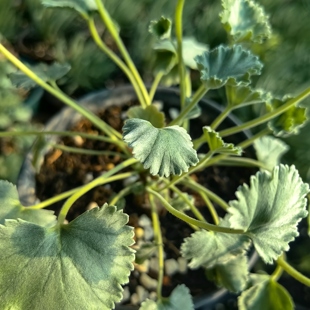 枝干洋葵块茎植物非原产地实生苗绿野仙踪多肉植物