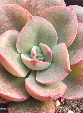 红皮摩氏石莲绿野仙踪多肉植物阳台庭院家庭园艺杂交新品奇特