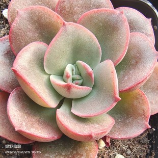 红皮摩氏石莲绿野仙踪多肉植物阳台庭院家庭园艺杂交新品奇特