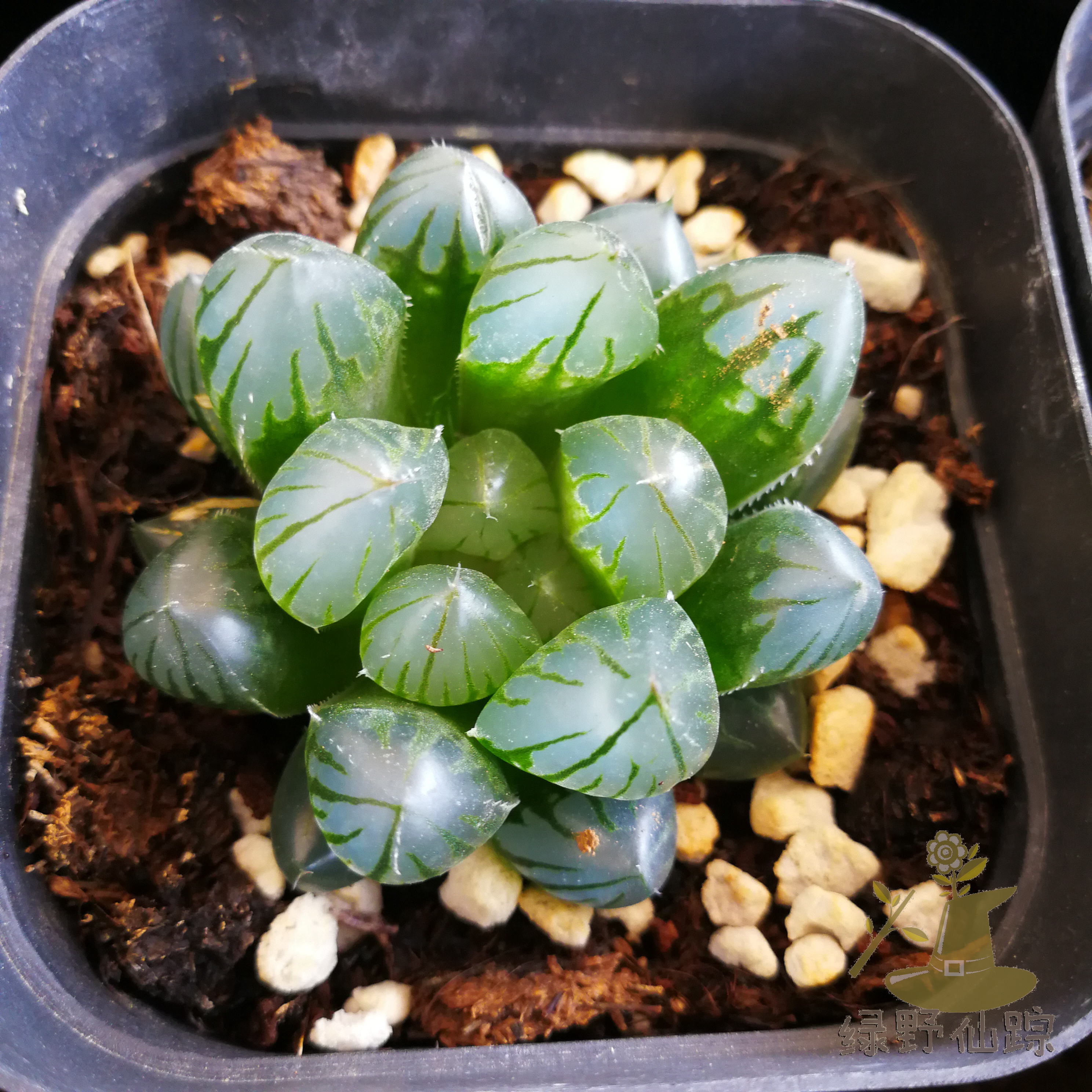 f黑肌玉露绿野仙踪多肉植物秋季冬季阳台庭院桌面绿植清新