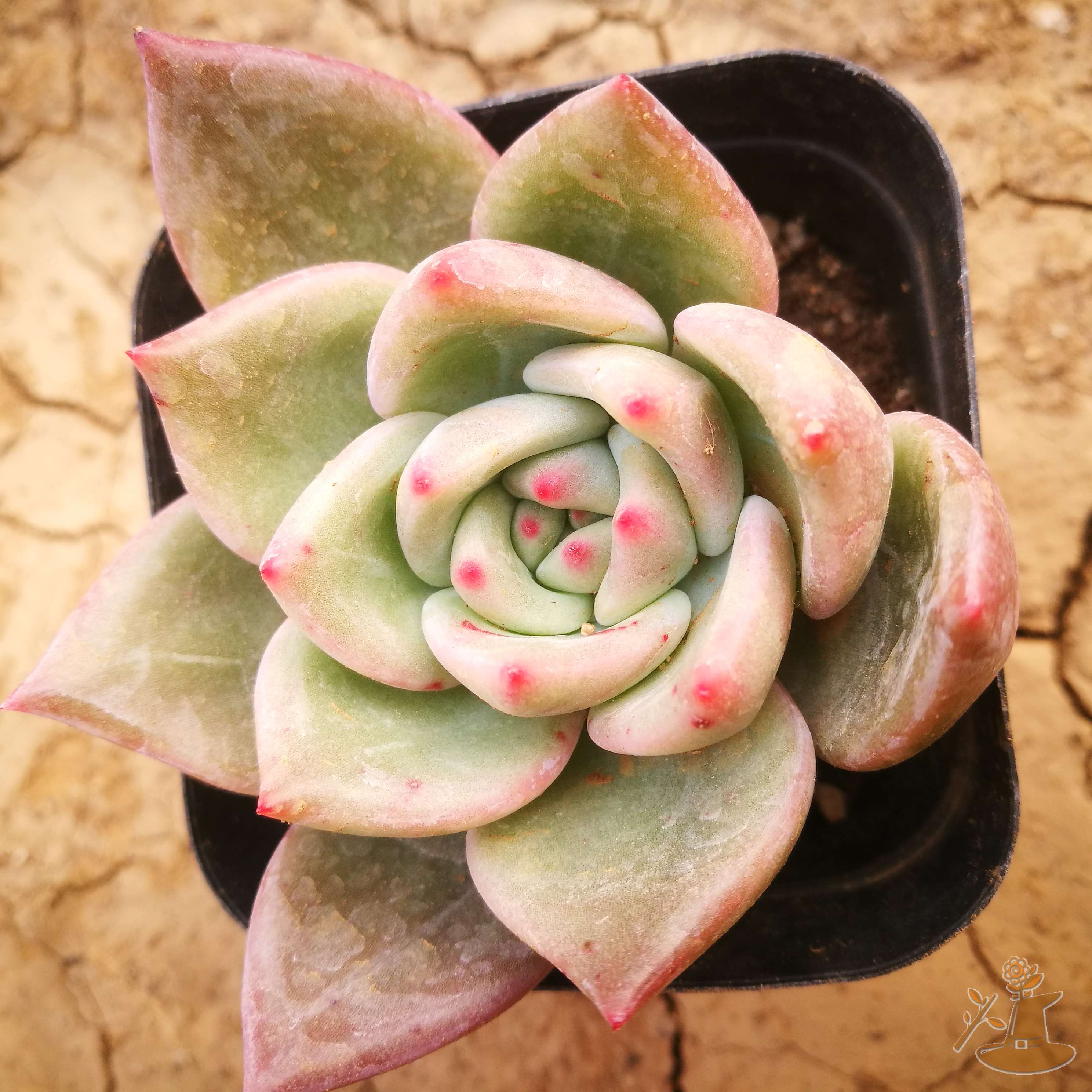 香槟绿野仙踪多肉植物秋季冬季阳台庭院家庭绿植园艺清新