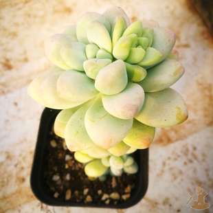 天使之泪绿野仙踪多肉植物秋季冬季阳台庭院家庭办公清新