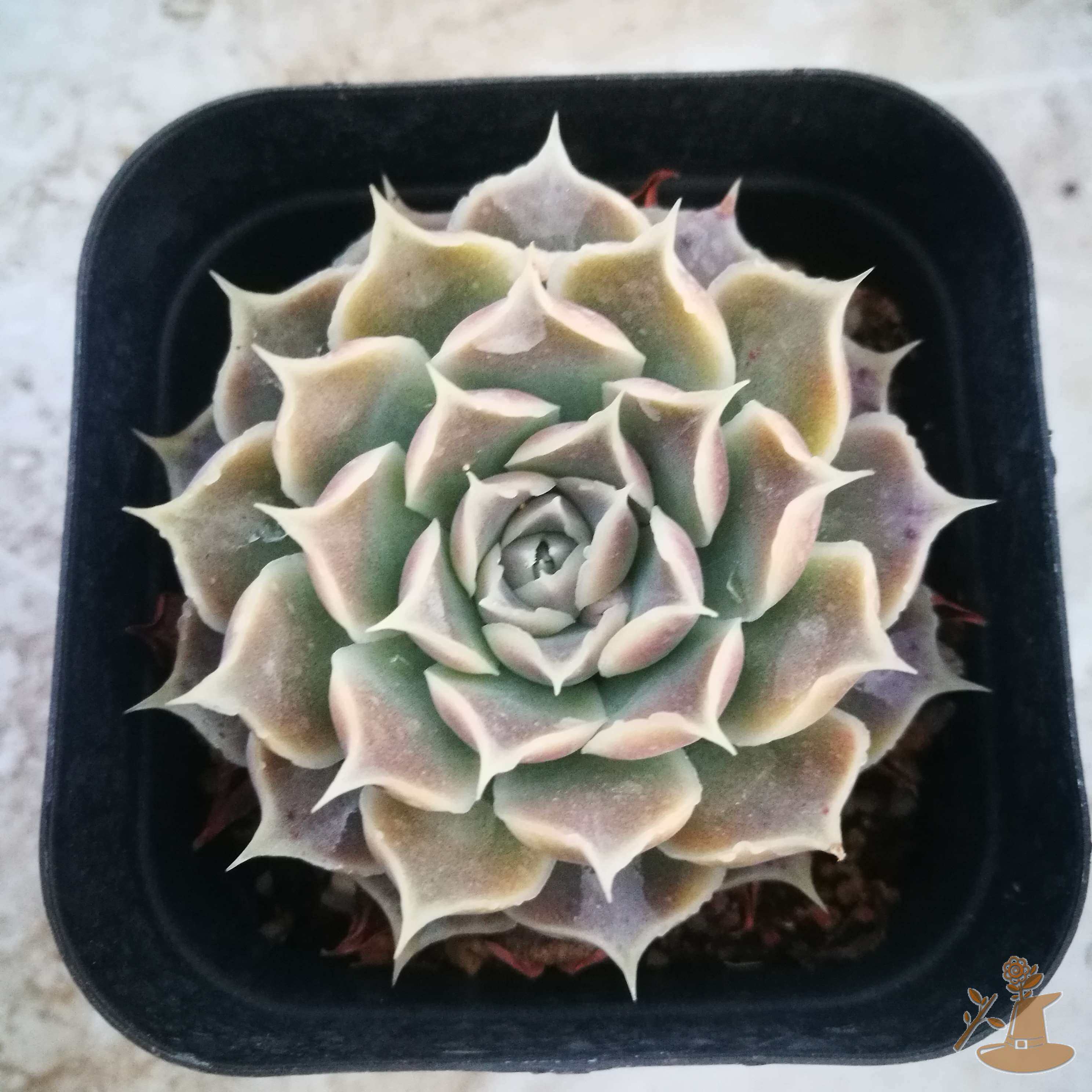 海滨格瑞绿野仙踪多肉植物秋季冬季阳台庭院家庭绿植清新