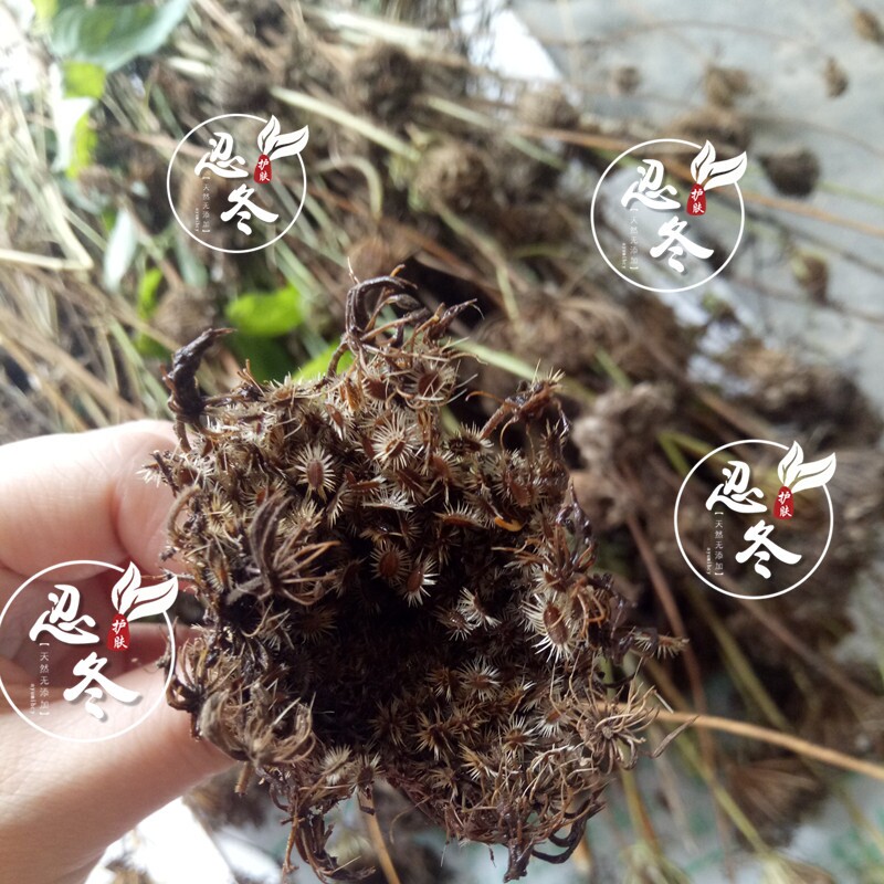 国内野生的野胡萝卜籽纯露250/500ml敏感暗沉适用