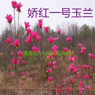 紫玉兰花树苗盆栽白玉兰花阳台庭院别墅景观树浓香四季花卉绿植物