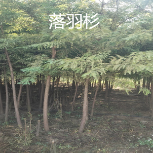 池杉小苗落羽杉树苗庭院道路农田护坡占地水边大型四季常青杉树苗