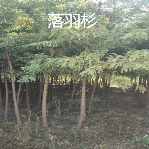 池杉小苗落羽杉树苗庭院道路农田护坡占地水边大型四季常青杉树苗