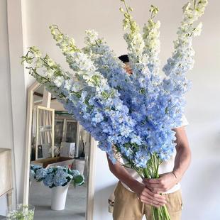 小鼹鼠园艺家蓝色大花飞燕草花苗北极光魔法喷泉耐寒庭院花园花境