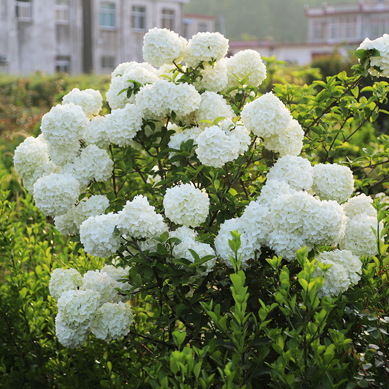 特价小鼹鼠中华木绣球树苗盆栽苗