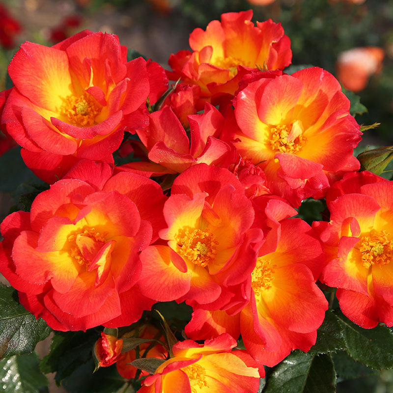 【小鼹鼠秋冬裸根月季】ADR嬉皮之夏/夏日之爱耐热