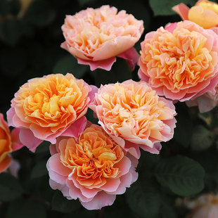 印象派大花直立可藤可灌 小鼹鼠秋冬裸根月季