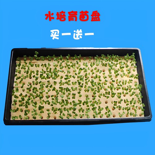 育苗盘加厚耐用一次育200棵托盘