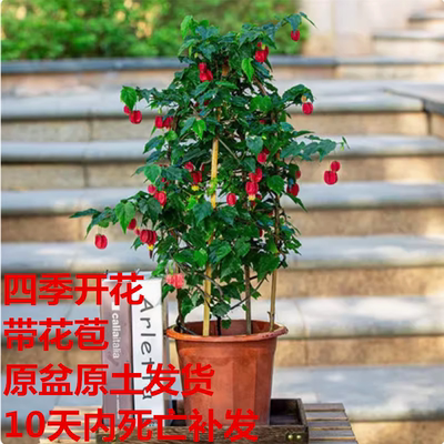 攀爬植物灯笼花带盆发货阳台美观