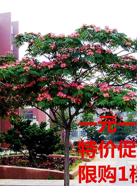 象征着荣华富贵的合欢树 合欢树苗 庭院合欢树苗绒花树苗当年开花