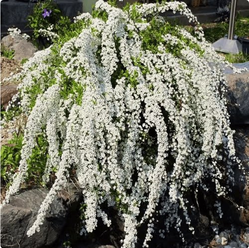 藤本植物阳台庭院观赏雪柳春季