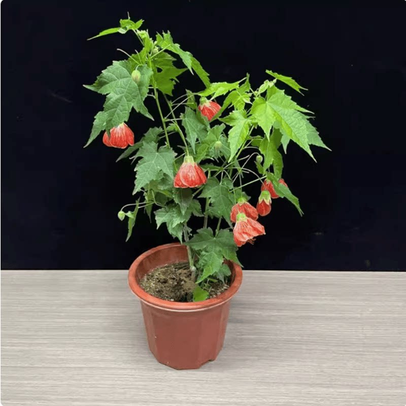 熙梦春夏多年生庭院植物灯笼花