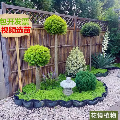 熙梦造型树花镜植物亮晶女贞蜡树