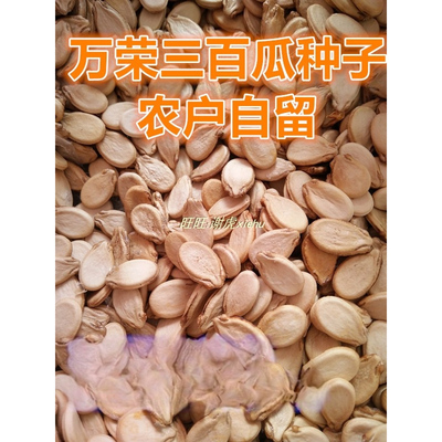 现货农户自留150粒白瓜籽山西万荣三白瓜种子白西瓜种籽白皮西瓜