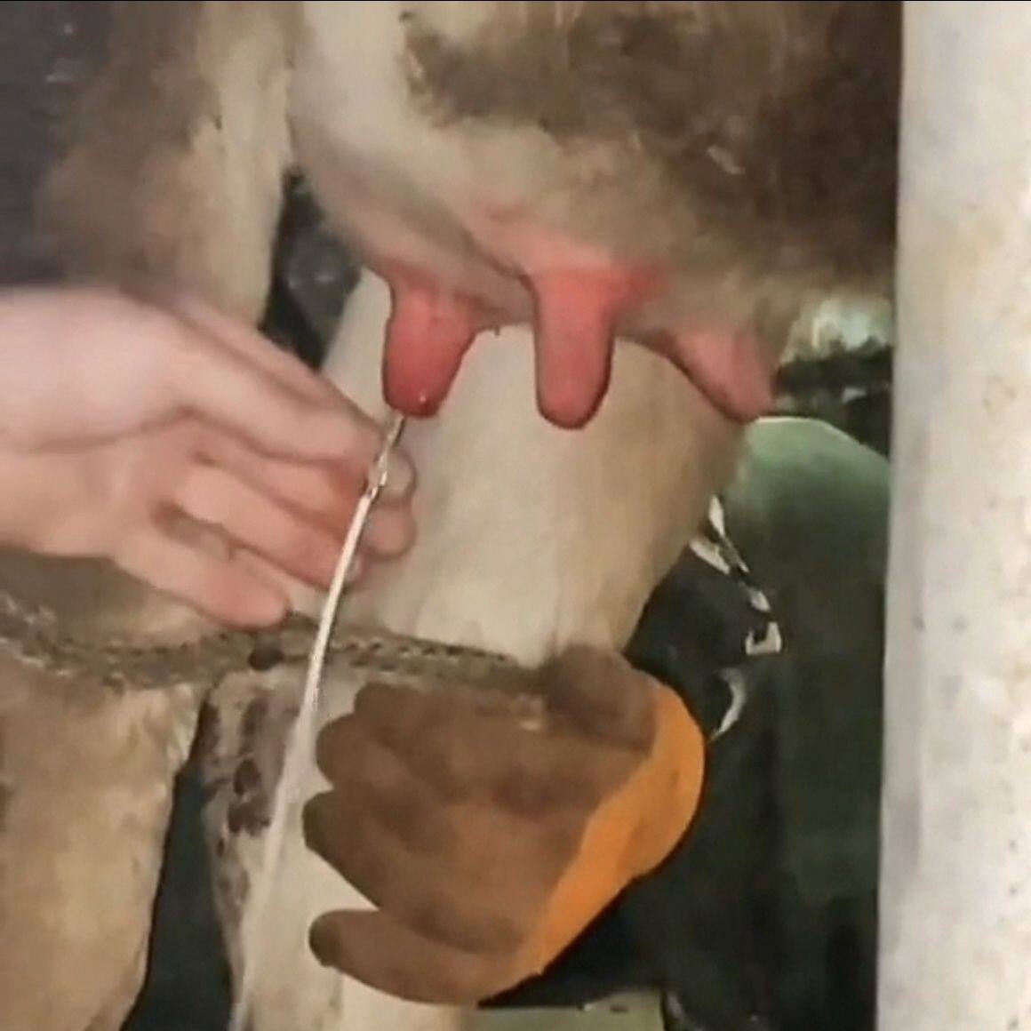 牛羊通奶针透奶针牛用通乳针兽用羊用牛乳房炎注射药液牛场工具