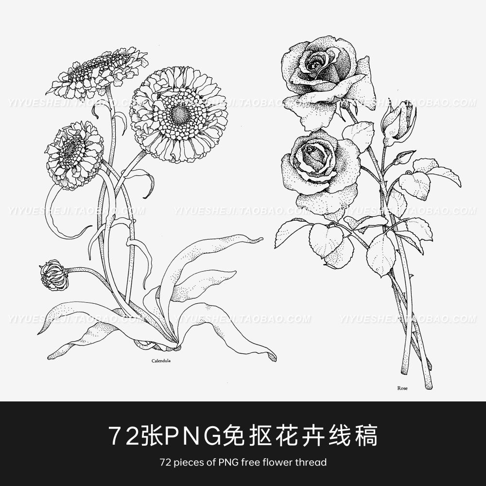 s194 PNG免抠欧美复古花卉手绘线稿凤仙花百日菊铁线莲等纹样素材