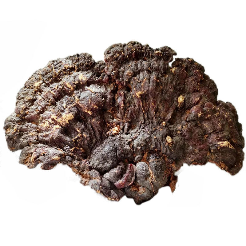 正宗高原野生灵芝赤芝红芝丹芝特大级2号重1.2斤非常西藏桑黄包邮