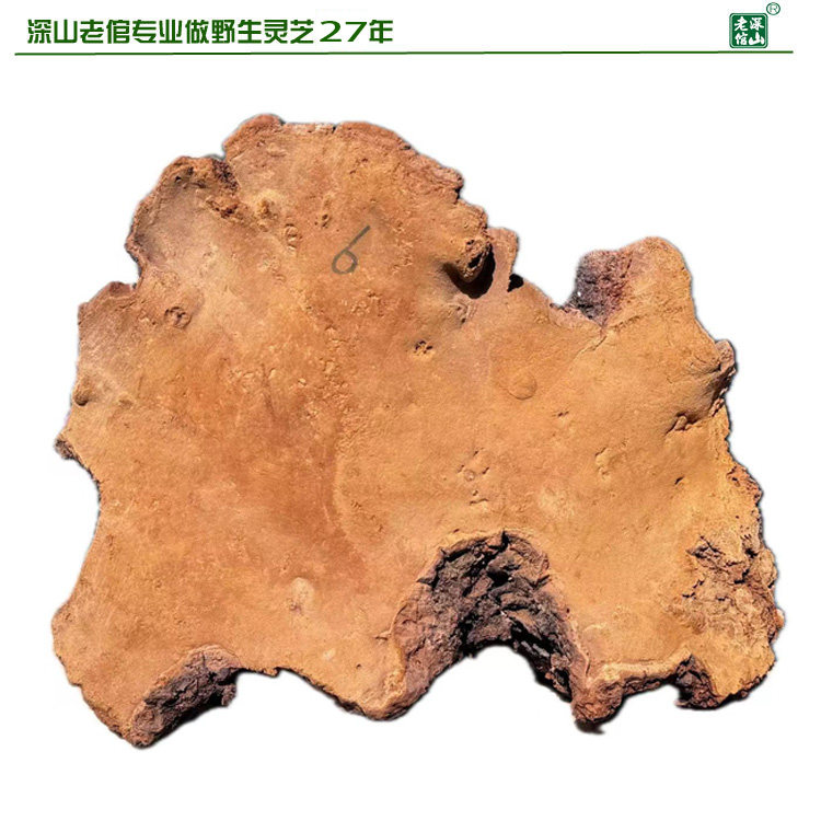双皇冠信誉天然野生松针层孔菌黄芝松针桑黄6号重3.1斤新货包邮
