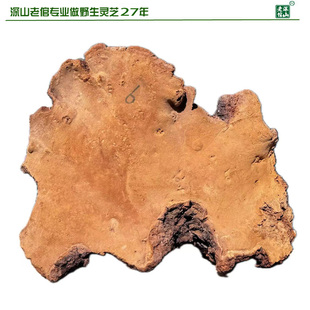 双皇冠信誉天然野生松针层孔菌黄芝松针桑黄6号重3.1斤新货包邮