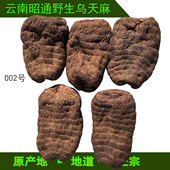 深山老倌牌正宗天然野生乌天麻邵通天麻萌麻特大个五个一斤新货