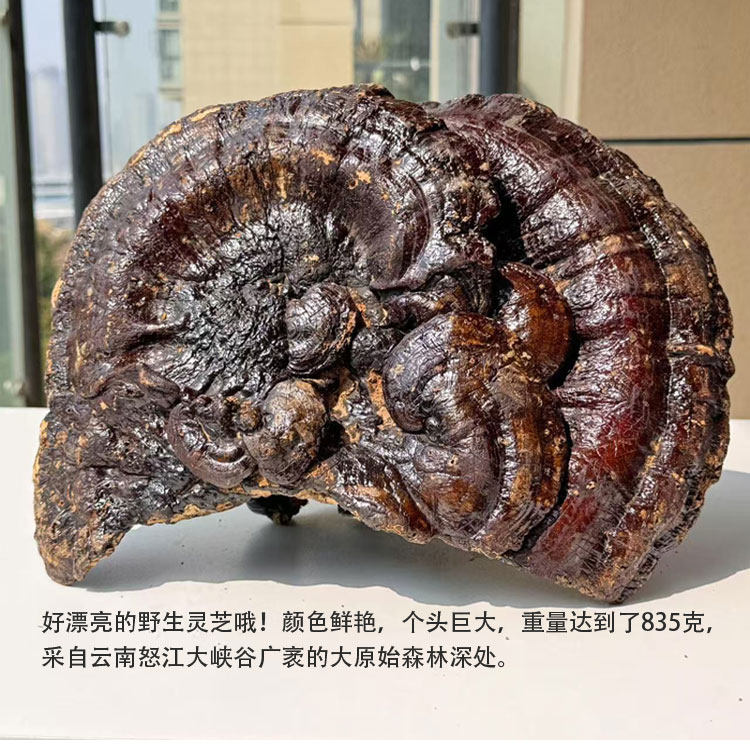 深山老倌牌高原野生灵芝红芝赤芝丹芝特大个7号重1.66斤新货包邮