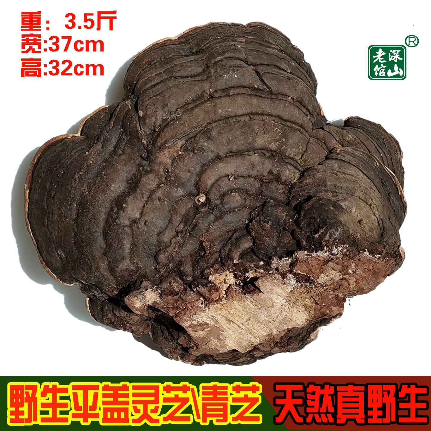 双皇冠信誉18年老店野生平盖灵芝青芝32号重3.6斤今年新货包邮