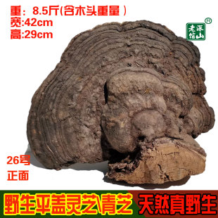 18年老店正宗天然野生青芝树舌平盖灵芝26号重7斤今年新货包邮