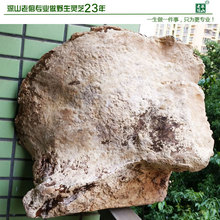 深山老倌牌西藏野生白灵芝林芝玉芝白芝A3号重11.6斤全干散装 包邮