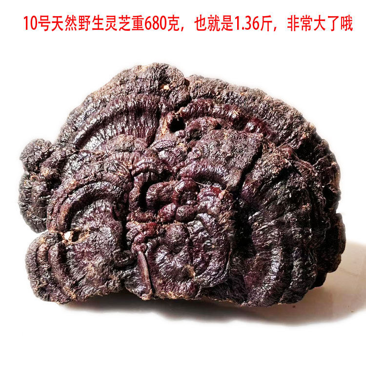 28年老店正宗天然野生赤芝灵芝丹芝红芝16号重1.36斤今年新货包邮