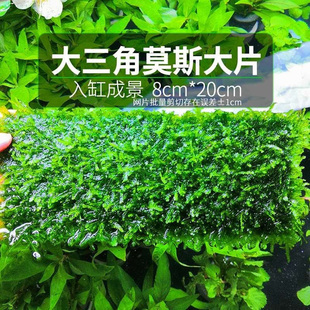 大三角莫斯水草 8*20 入缸成景 阴性莫斯鱼缸造景装饰 无虫无卵