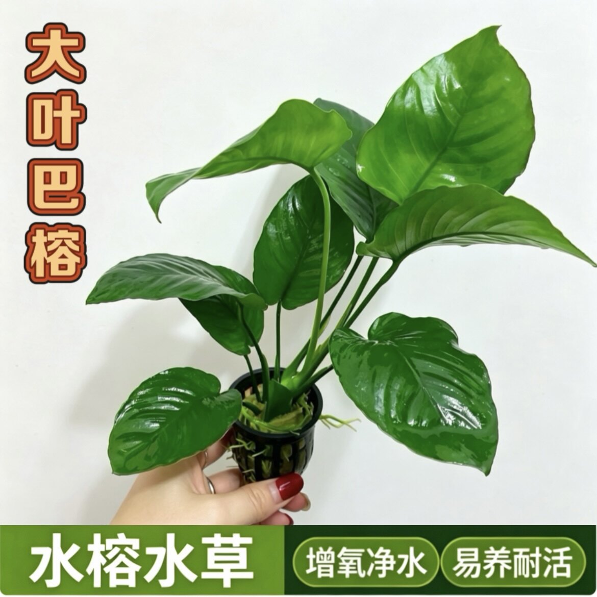 大叶巴榕水榕水草鱼缸造景懒人新手易养增氧净水阴性草 - 实物图