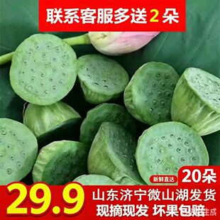 微山湖新鲜莲蓬嫩莲蓬现摘农家特产野生嫩甜脆无添加20朵现货生吃