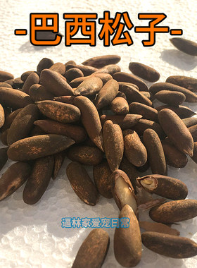 巴西松子魔王金花口粮坚果饲料