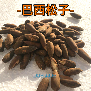 巴西松子生 宠物松鼠粮食魔王食物金花口粮坚果吃的饲料