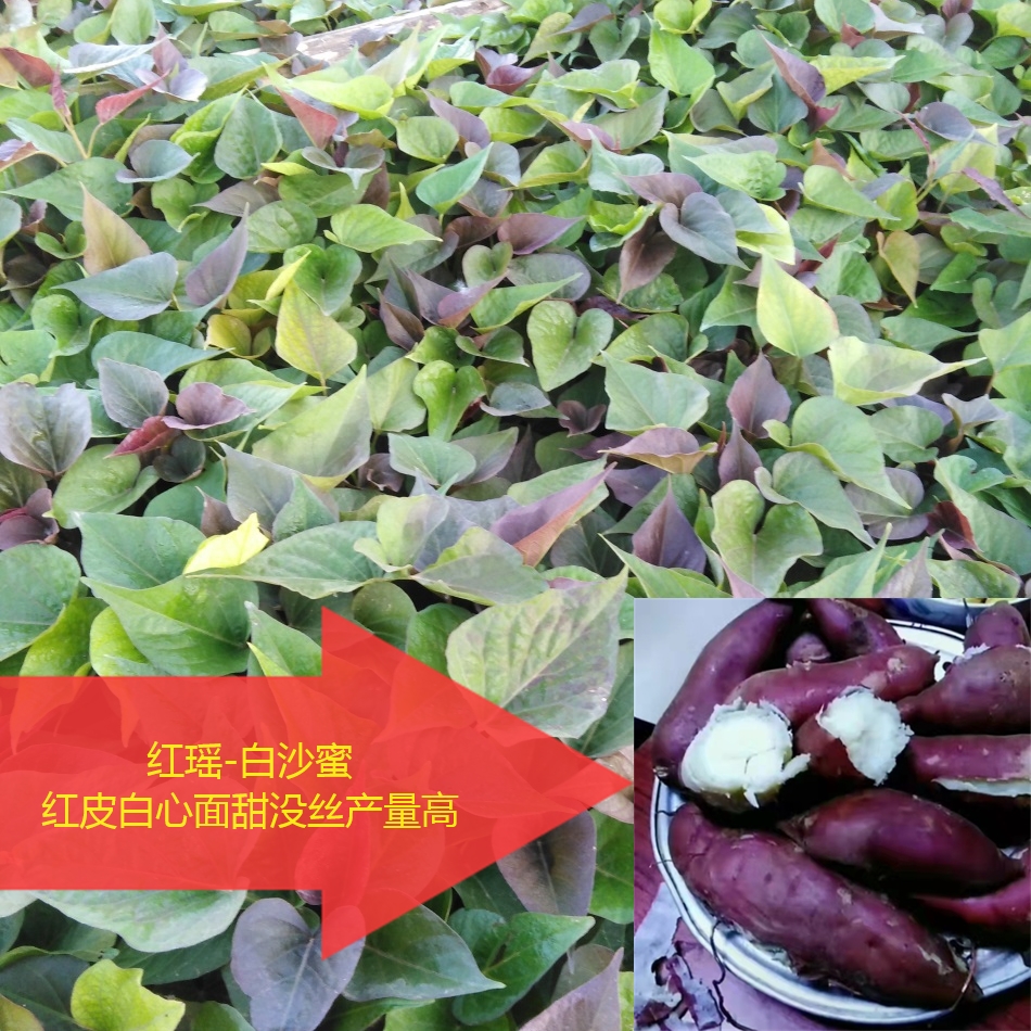 板栗红薯苗白沙蜜番薯苗红皮白瓤地瓜秧红皮白心山芋秧红苕白薯苗