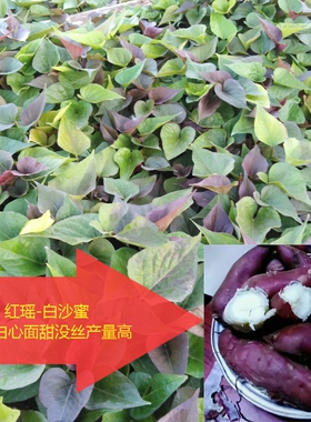 板栗红薯苗白沙蜜番薯苗红皮白瓤地瓜秧红皮白心山芋秧红苕白薯苗