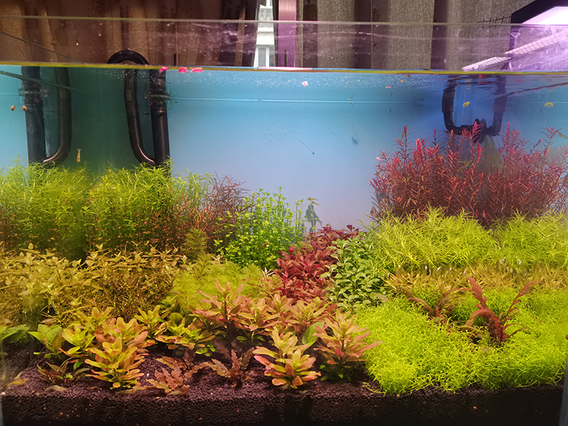 60缸荷兰景水草造景套餐雪花螺旋烟花北美丁香